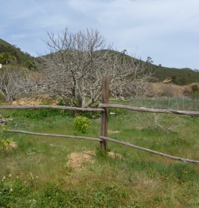 Fig tree at the Varzea, Late March 2012
